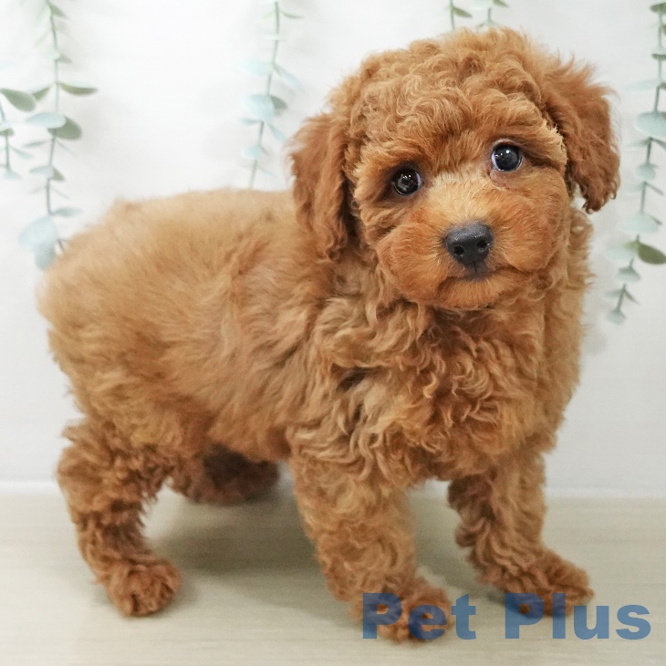 埼玉県のトイプードル(トイ) (ペットプラス 川口店/2025年10月10日生まれ/男の子/レッド)の子犬の2枚目の画像