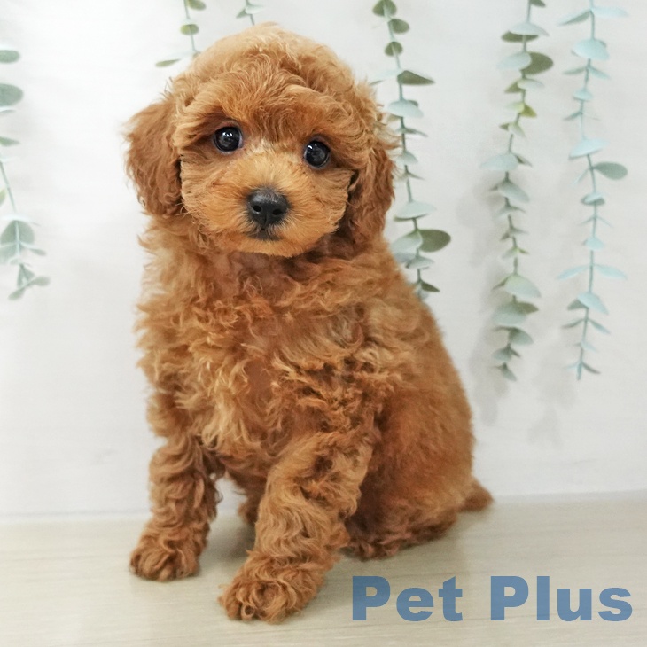 埼玉県のトイプードル(トイ) (ペットプラス ピオニウォーク東松山店/2025年10月12日生まれ/男の子/レッド)の子犬の1枚目の画像