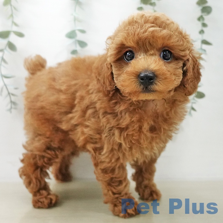 埼玉県のトイプードル(トイ) (ペットプラス ピオニウォーク東松山店/2025年10月12日生まれ/男の子/レッド)の子犬の2枚目の画像