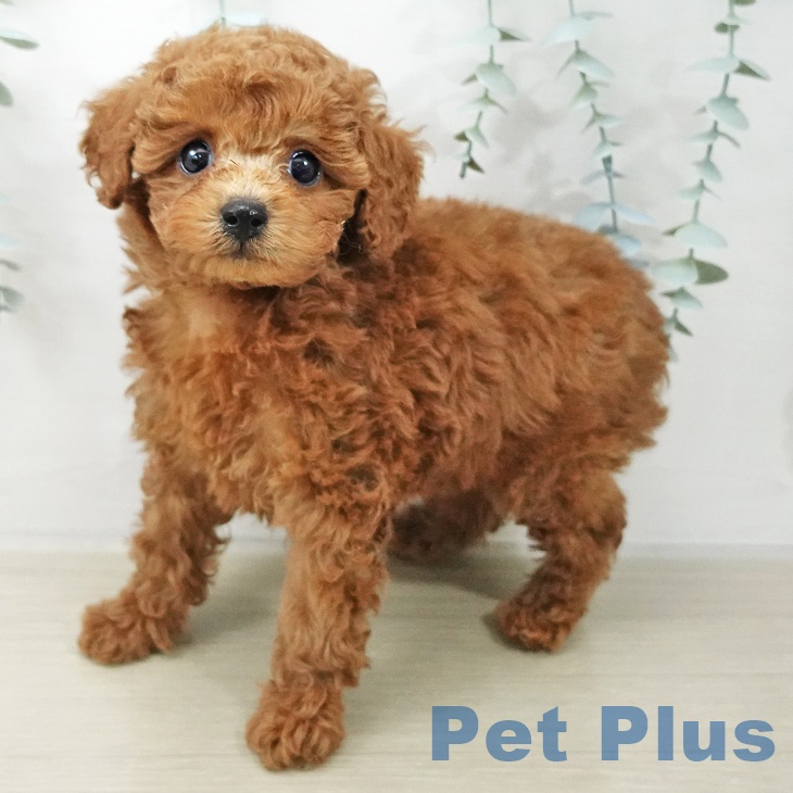 千葉県のトイプードル(トイ) (ペットプラス 船橋店/2025年10月12日生まれ/男の子/レッド)の子犬の1枚目の画像