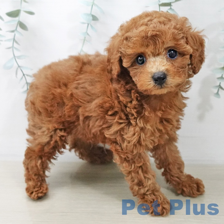 千葉県のトイプードル(トイ) (ペットプラス 船橋店/2025年10月12日生まれ/男の子/レッド)の子犬の2枚目の画像