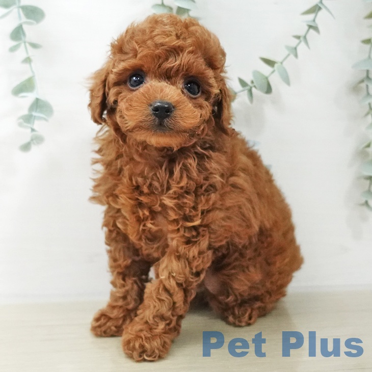 埼玉県のトイプードル(トイ) (ペットプラス 与野店/2025年10月14日生まれ/男の子/レッド)の子犬の1枚目の画像