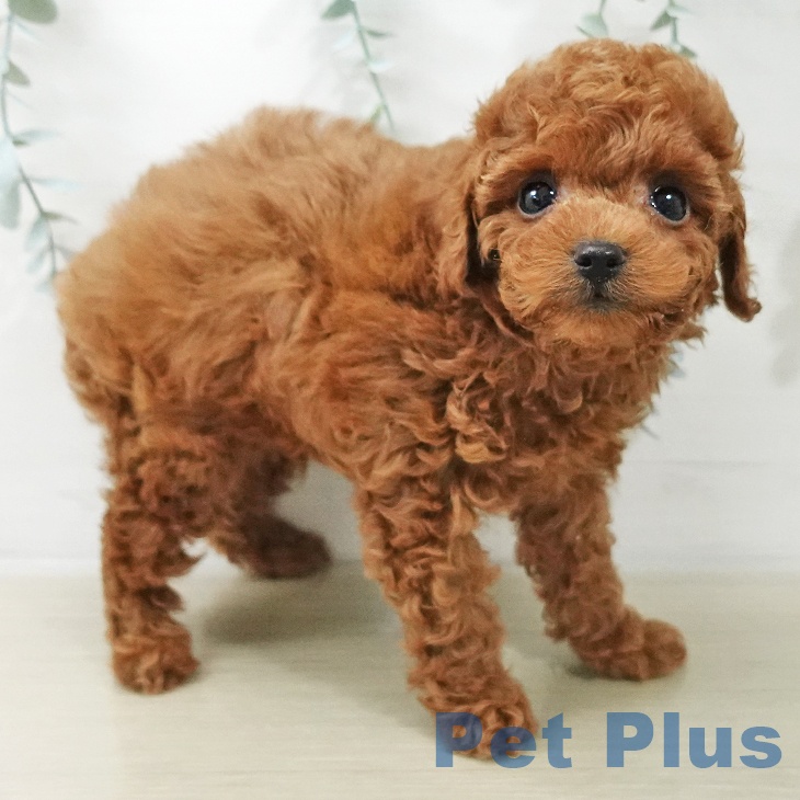 埼玉県のトイプードル(トイ) (ペットプラス 与野店/2025年10月14日生まれ/男の子/レッド)の子犬の2枚目の画像