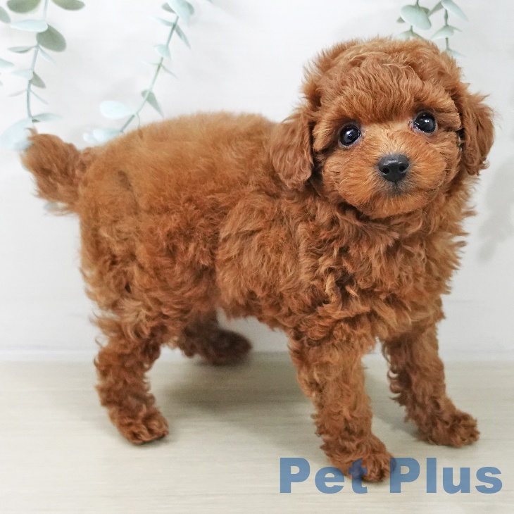 トイ・プードル