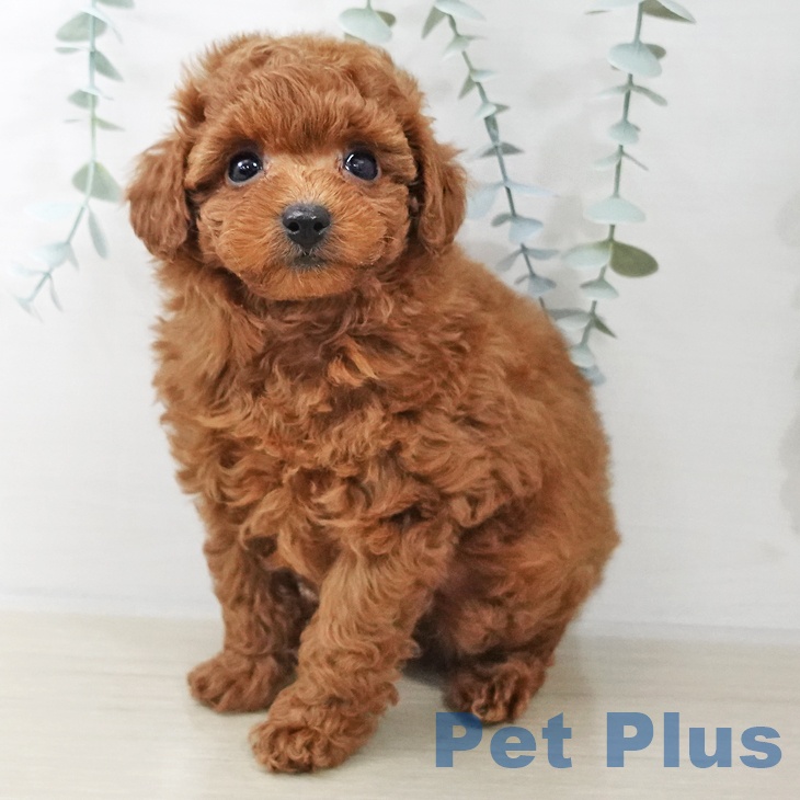 千葉県のトイプードル(トイ) (ペッツワン 千葉ニュータウン店/2025年10月14日生まれ/男の子/レッド)の子犬の2枚目の画像
