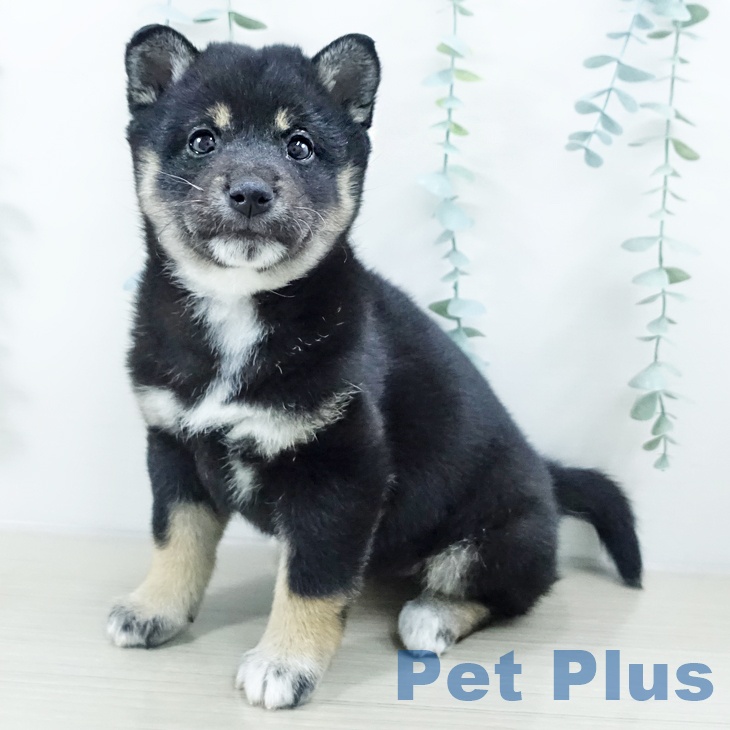 千葉県の柴犬(標準サイズ) (ペッツワン 千葉ニュータウン店/2025年10月9日生まれ/女の子/黒)の子犬の1枚目の画像