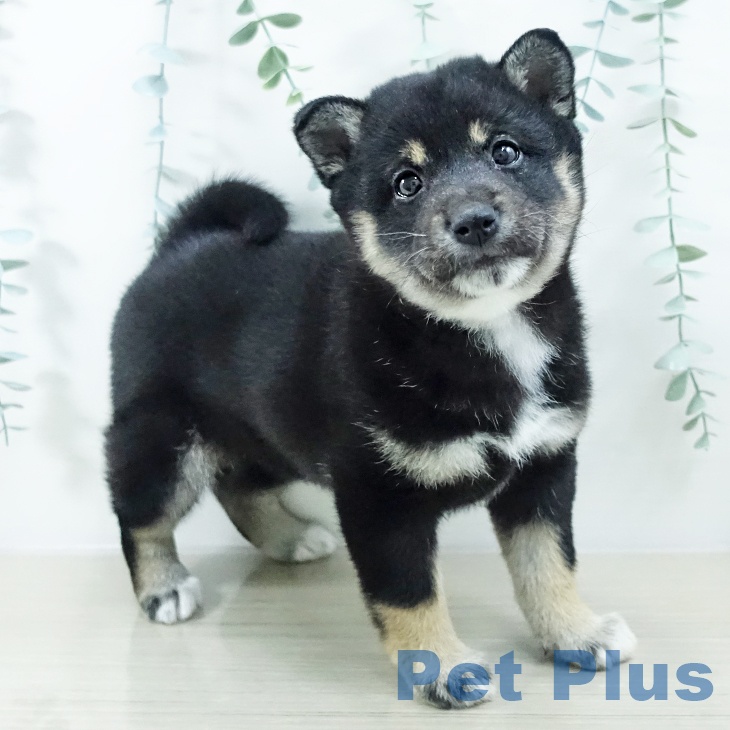 千葉県の柴犬(標準サイズ) (ペッツワン 千葉ニュータウン店/2025年10月9日生まれ/女の子/黒)の子犬の2枚目の画像