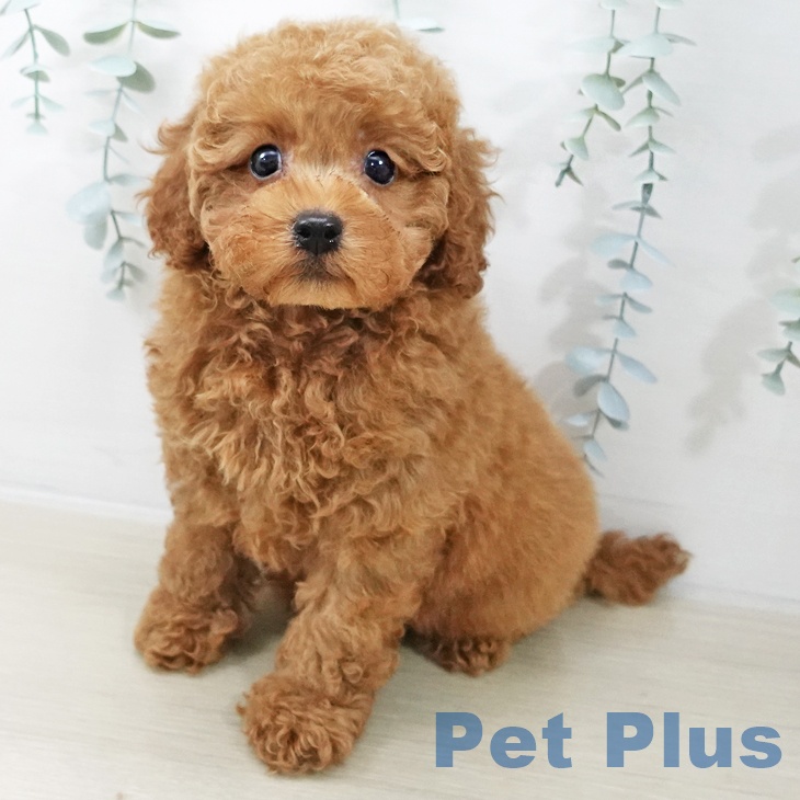 福島県のトイプードル(トイ) (ペットプラス 福島店/2025年10月12日生まれ/男の子/アプリコット)の子犬の1枚目の画像