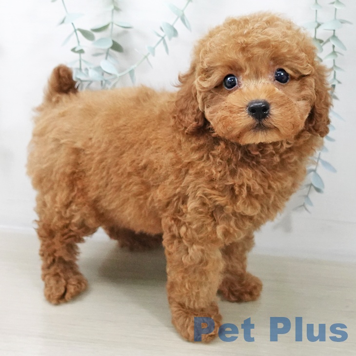 福島県のトイプードル(トイ) (ペットプラス 福島店/2025年10月12日生まれ/男の子/アプリコット)の子犬の2枚目の画像