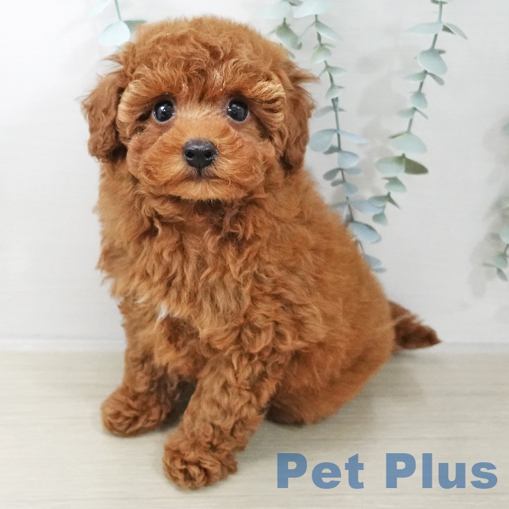 千葉県のトイプードル(トイ) (ペットプラス 成田店/2025年10月12日生まれ/男の子/レッド)の子犬の1枚目の画像