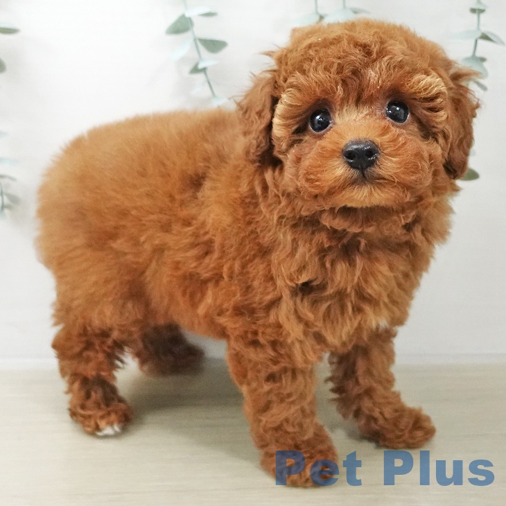 千葉県のトイプードル(トイ) (ペットプラス 成田店/2025年10月12日生まれ/男の子/レッド)の子犬の2枚目の画像