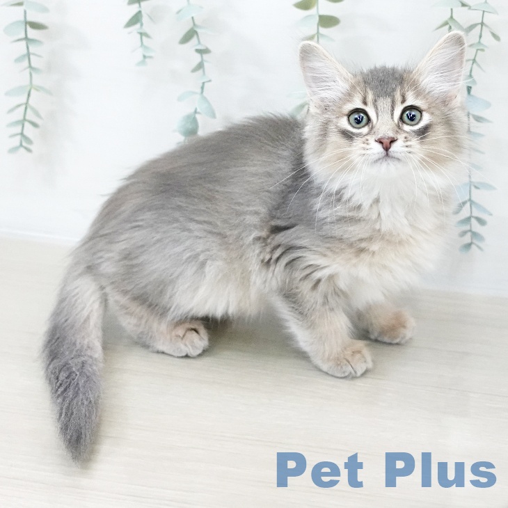 千葉県のソマリ (ペッツワン 千葉ニュータウン店/2025年10月8日生まれ/男の子/ブルー)の子猫の1枚目の画像