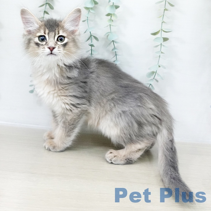 千葉県のソマリ (ペッツワン 千葉ニュータウン店/2025年10月8日生まれ/男の子/ブルー)の子猫の2枚目の画像