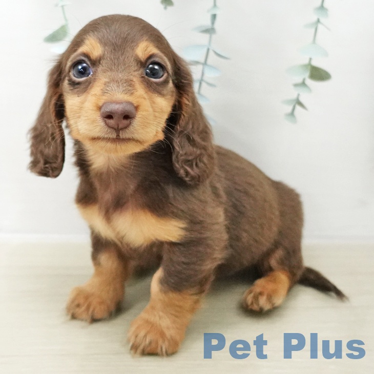 埼玉県のミニチュアダックスフンド(ロング) (ペットプラス 羽生店/2025年10月14日生まれ/男の子/チョコレートタン)の子犬の1枚目の画像