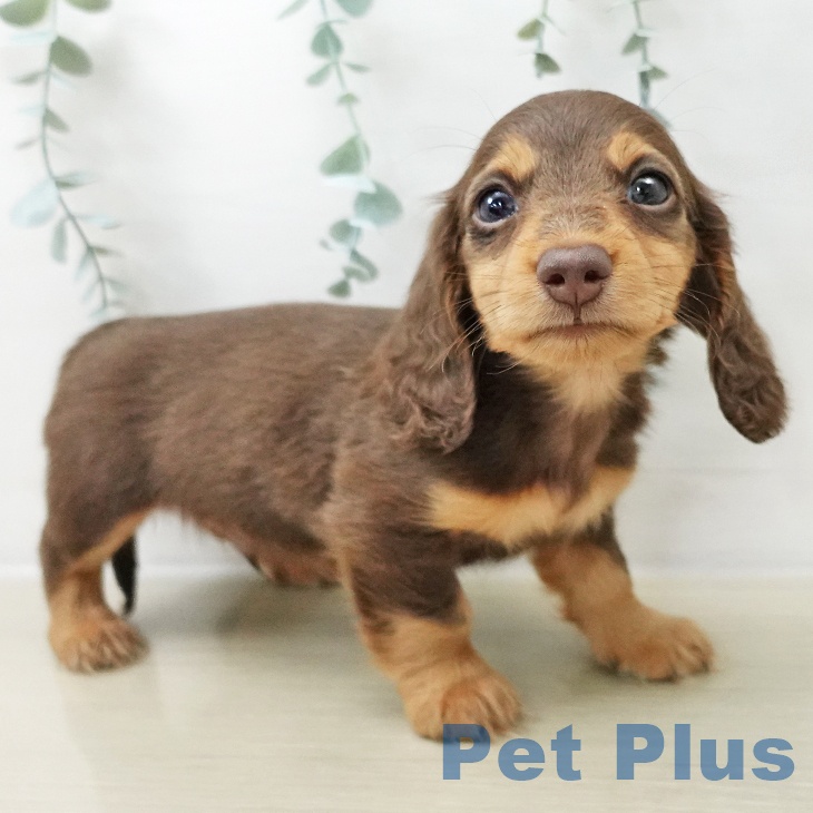 埼玉県のミニチュアダックスフンド(ロング) (ペットプラス 羽生店/2025年10月14日生まれ/男の子/チョコレートタン)の子犬の2枚目の画像