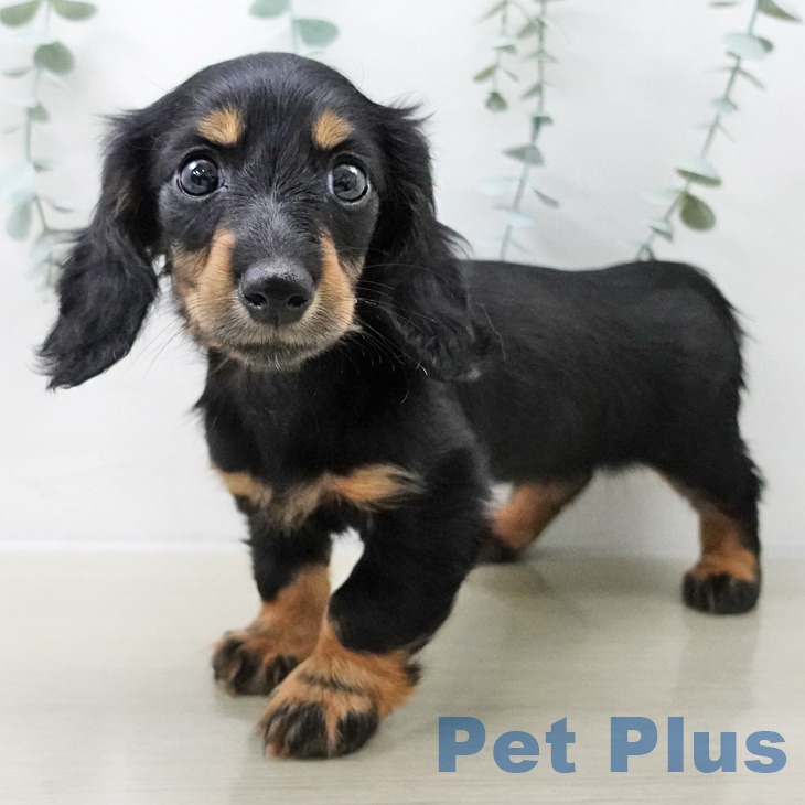 千葉県のミニチュアダックスフンド(ロング) (ペッツワン 千葉ニュータウン店/2025年10月14日生まれ/女の子/ブラックタン)の子犬の1枚目の画像