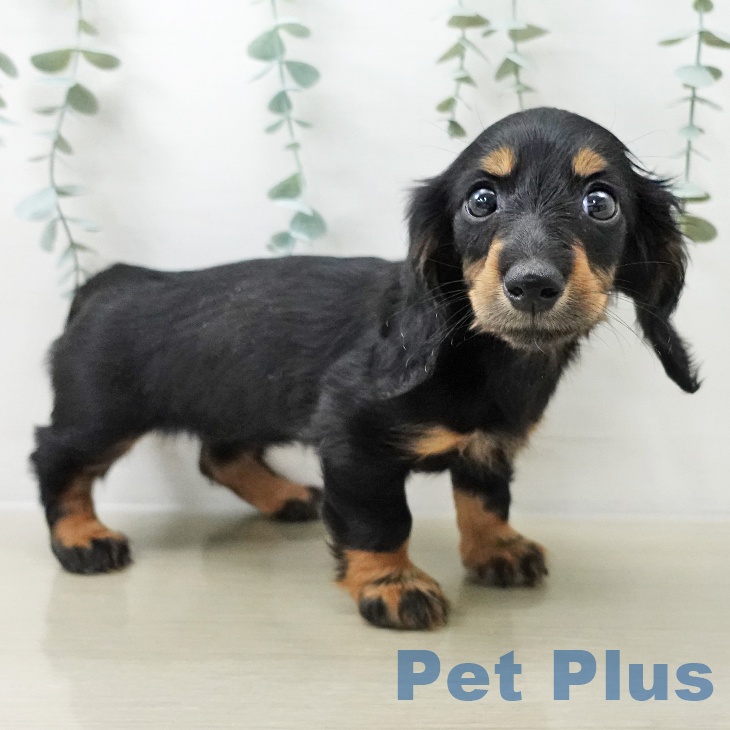 千葉県のミニチュアダックスフンド(ロング) (ペッツワン 千葉ニュータウン店/2025年10月14日生まれ/女の子/ブラックタン)の子犬の2枚目の画像