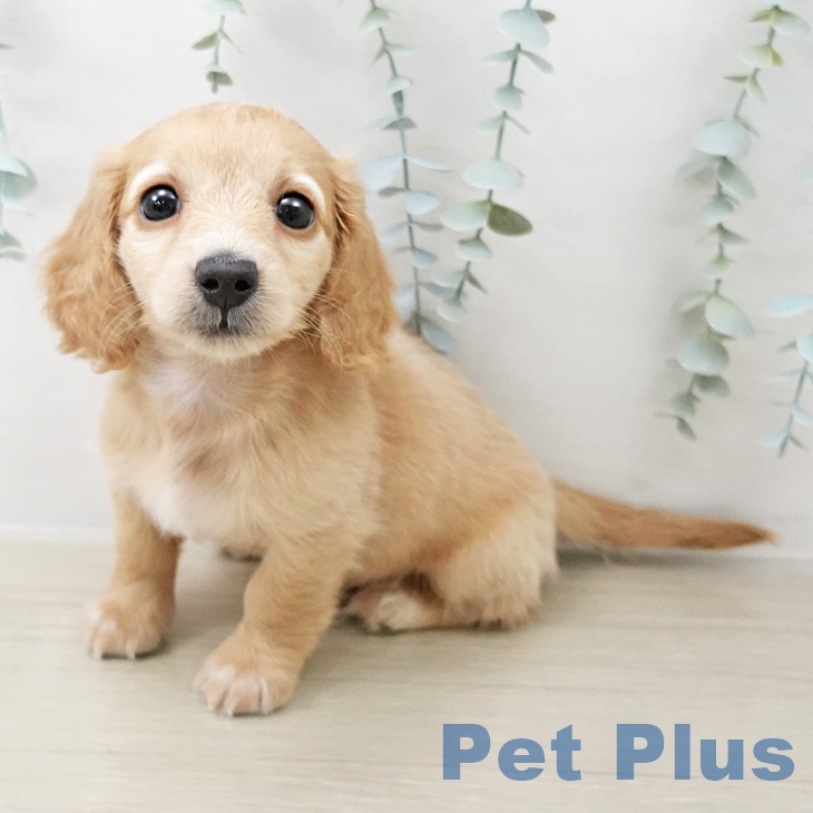 茨城県のミニチュアダックスフンド(ロング) (ペットプラス つくば店/2025年10月14日生まれ/女の子/イエローパイボールド)の子犬の1枚目の画像