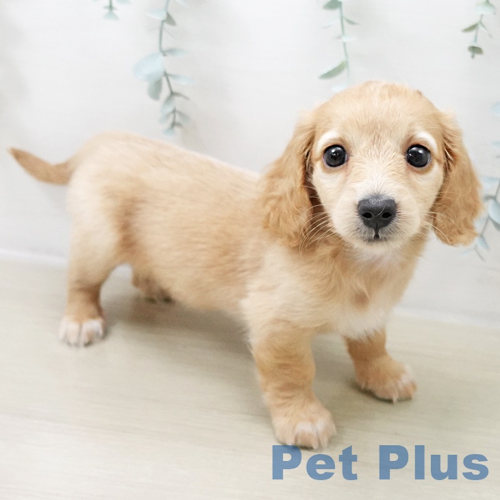 茨城県のミニチュアダックスフンド(ロング) (ペットプラス つくば店/2025年10月14日生まれ/女の子/イエローパイボールド)の子犬の2枚目の画像