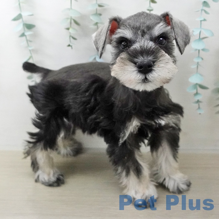 埼玉県のミニチュアシュナウザー (ペットプラス コクーンシティ店/2025年10月14日生まれ/男の子/ソルトペッパー)の子犬の1枚目の画像