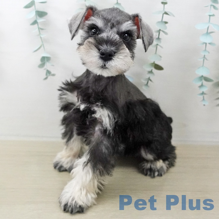 埼玉県のミニチュアシュナウザー (ペットプラス コクーンシティ店/2025年10月14日生まれ/男の子/ソルトペッパー)の子犬の2枚目の画像