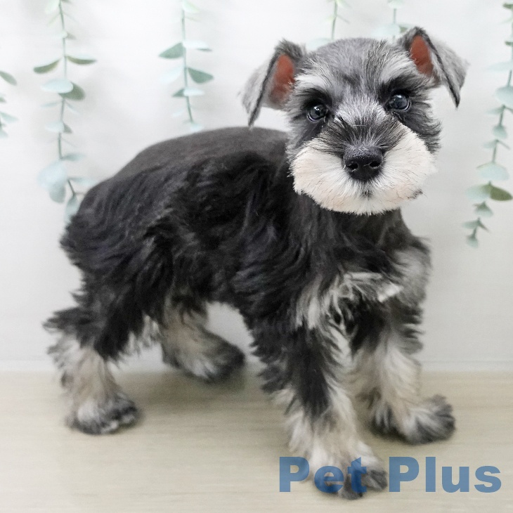 ミニチュア・シュナウザー