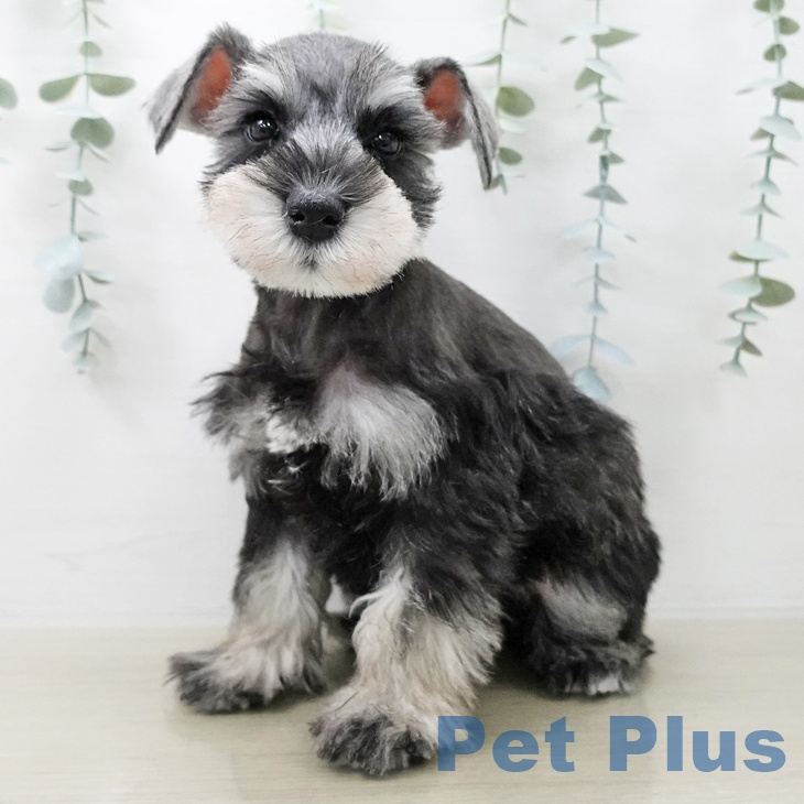 ミニチュア・シュナウザー