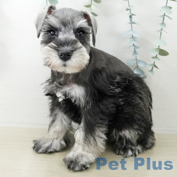 千葉県のミニチュアシュナウザー (ペッツワン 千葉ニュータウン店/2025年10月14日生まれ/女の子/ソルトペッパー)の子犬の1枚目の画像