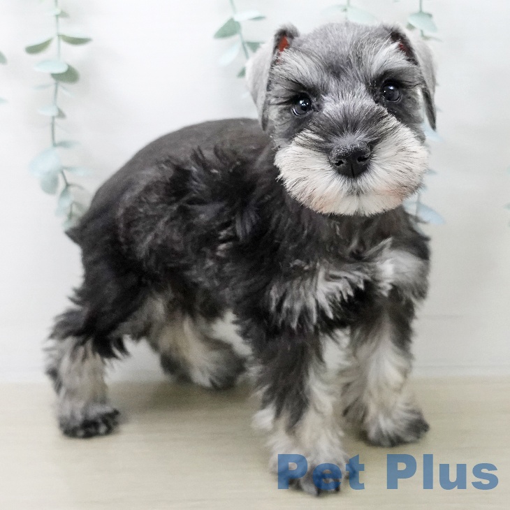 千葉県のミニチュアシュナウザー (ペッツワン 千葉ニュータウン店/2025年10月14日生まれ/女の子/ソルトペッパー)の子犬の2枚目の画像