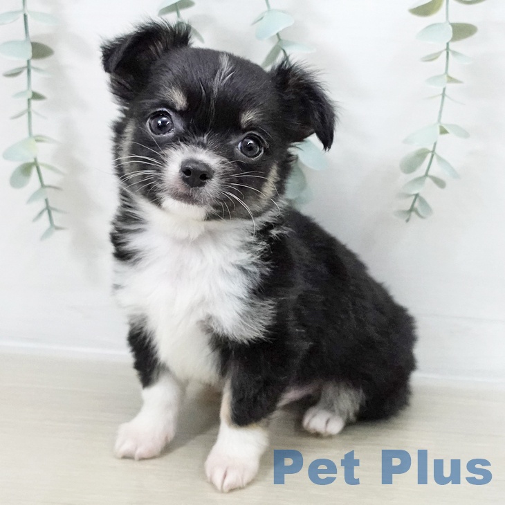 群馬県のチワワ(ロング) (ペットプラス イオンモール太田店/2025年10月12日生まれ/男の子/ブラックタンホワイト)の子犬の1枚目の画像