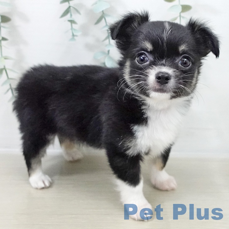 群馬県のチワワ(ロング) (ペットプラス イオンモール太田店/2025年10月12日生まれ/男の子/ブラックタンホワイト)の子犬の2枚目の画像