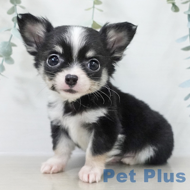 埼玉県のチワワ(ロング) (ペットプラス ららぽーと新三郷店/2025年10月12日生まれ/男の子/ブラックタンホワイト)の子犬の1枚目の画像