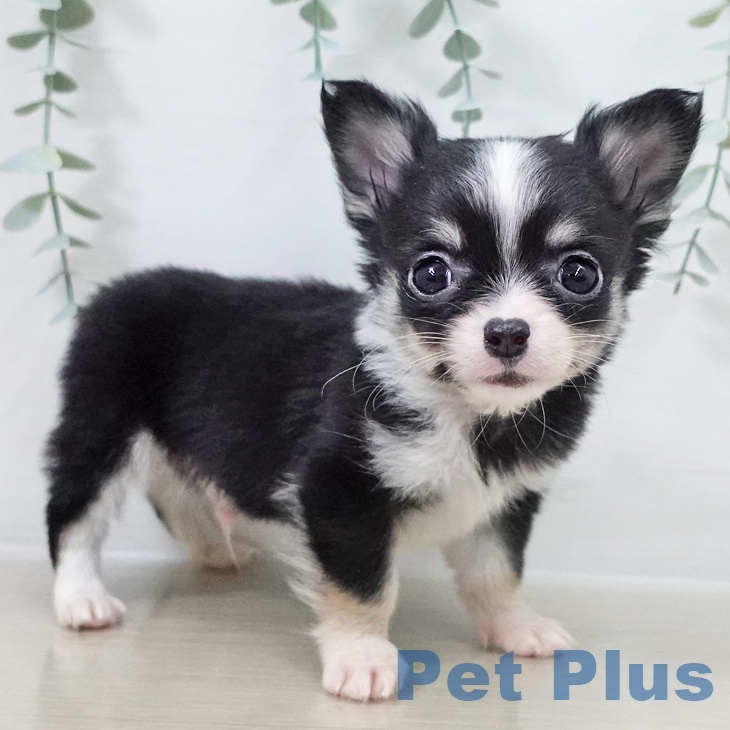 埼玉県のチワワ(ロング) (ペットプラス ららぽーと新三郷店/2025年10月12日生まれ/男の子/ブラックタンホワイト)の子犬の2枚目の画像