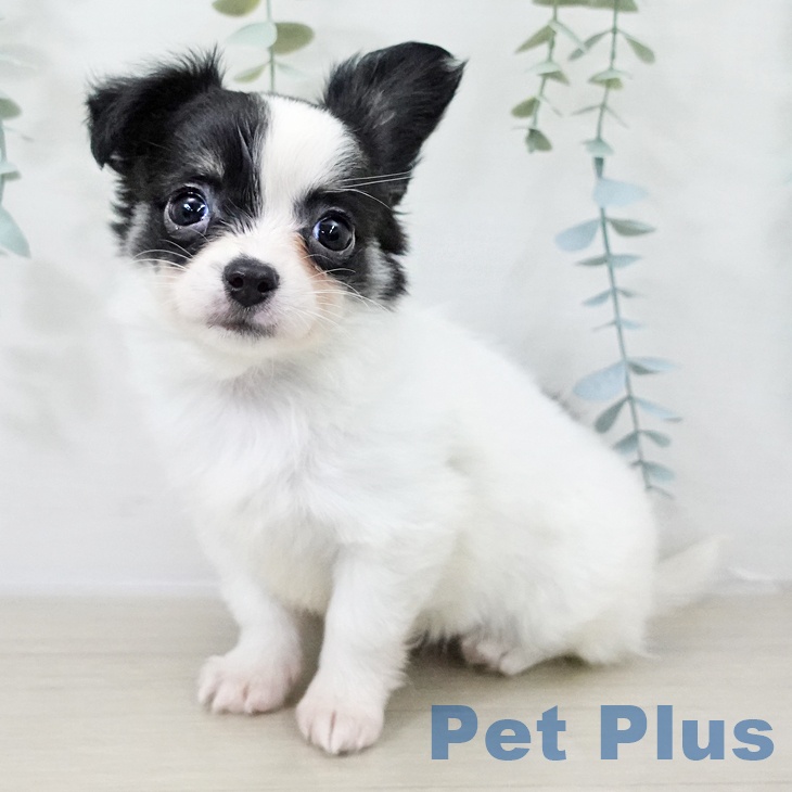 群馬県のチワワ(ロング) (ペットプラス 前橋店/2025年10月12日生まれ/女の子/ホワイトブラックタン)の子犬の1枚目の画像