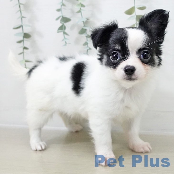 群馬県のチワワ(ロング) (ペットプラス 前橋店/2025年10月12日生まれ/女の子/ホワイトブラックタン)の子犬の2枚目の画像