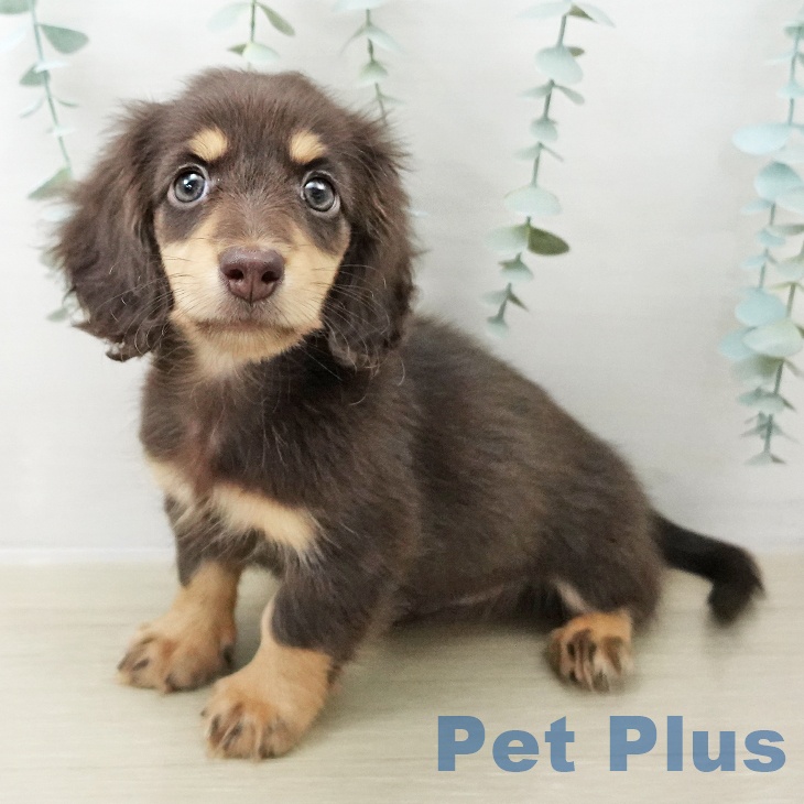 宮城県のミニチュアダックスフンド(ロング) (ペットプラス 仙台上杉店/2025年10月14日生まれ/男の子/チョコレートタン)の子犬の1枚目の画像