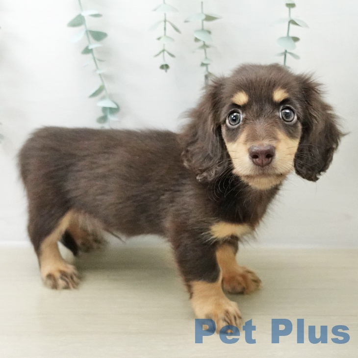 宮城県のミニチュアダックスフンド(ロング) (ペットプラス 仙台上杉店/2025年10月14日生まれ/男の子/チョコレートタン)の子犬の2枚目の画像