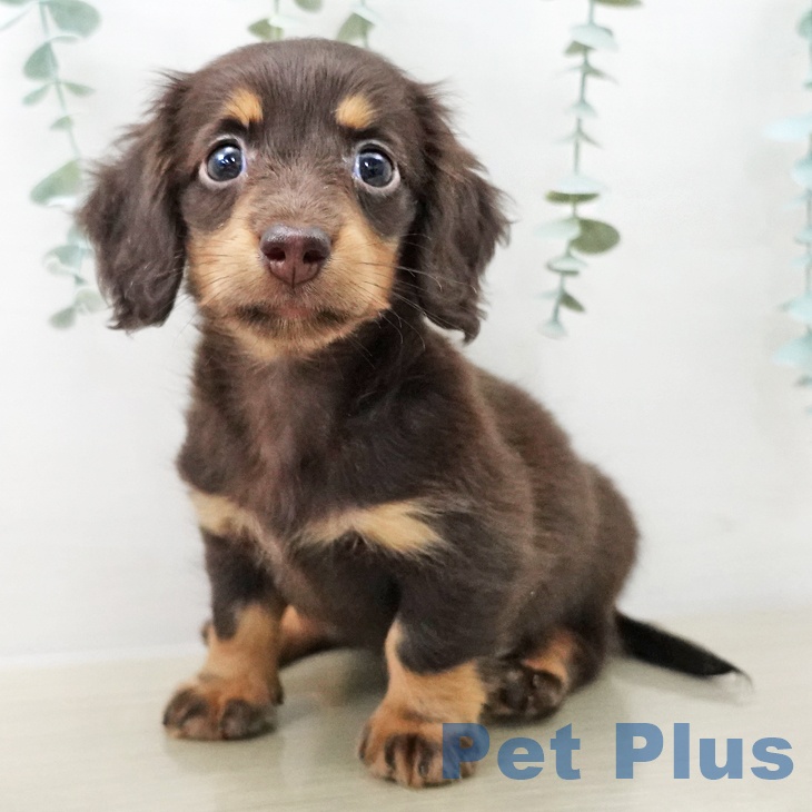 長野県のミニチュアダックスフンド(ロング) (ペットプラス 須坂店/2025年10月14日生まれ/女の子/チョコレートタン)の子犬の1枚目の画像