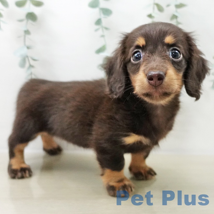 長野県のミニチュアダックスフンド(ロング) (ペットプラス 須坂店/2025年10月14日生まれ/女の子/チョコレートタン)の子犬の2枚目の画像