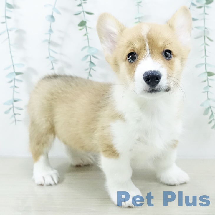 山梨県のウェルシュコーギーペンブローク (ペットプラス 甲府国母店/2025年10月11日生まれ/男の子/レッドホワイト)の子犬の1枚目の画像