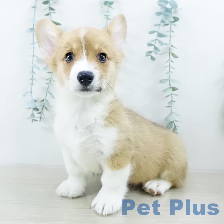 山梨県のウェルシュコーギーペンブローク (ペットプラス 甲府国母店/2025年10月11日生まれ/男の子/レッドホワイト)の子犬の2枚目の画像