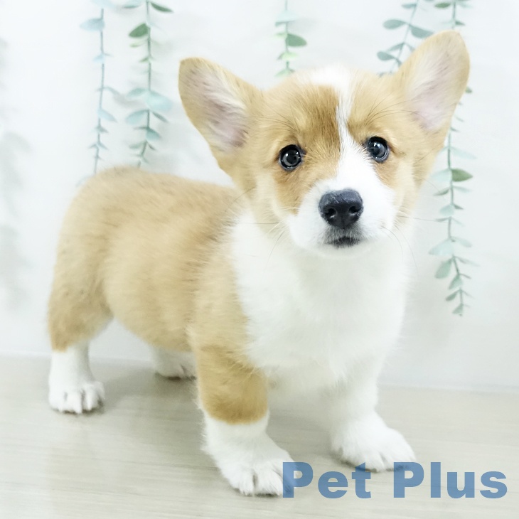長野県のウェルシュコーギーペンブローク (ペットプラス 須坂店/2025年10月11日生まれ/女の子/レッドホワイト)の子犬の1枚目の画像