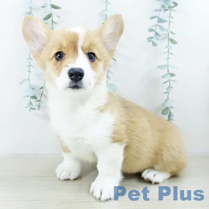 長野県のウェルシュコーギーペンブローク (ペットプラス 須坂店/2025年10月11日生まれ/女の子/レッドホワイト)の子犬の2枚目の画像