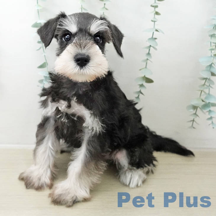 ミニチュア・シュナウザー