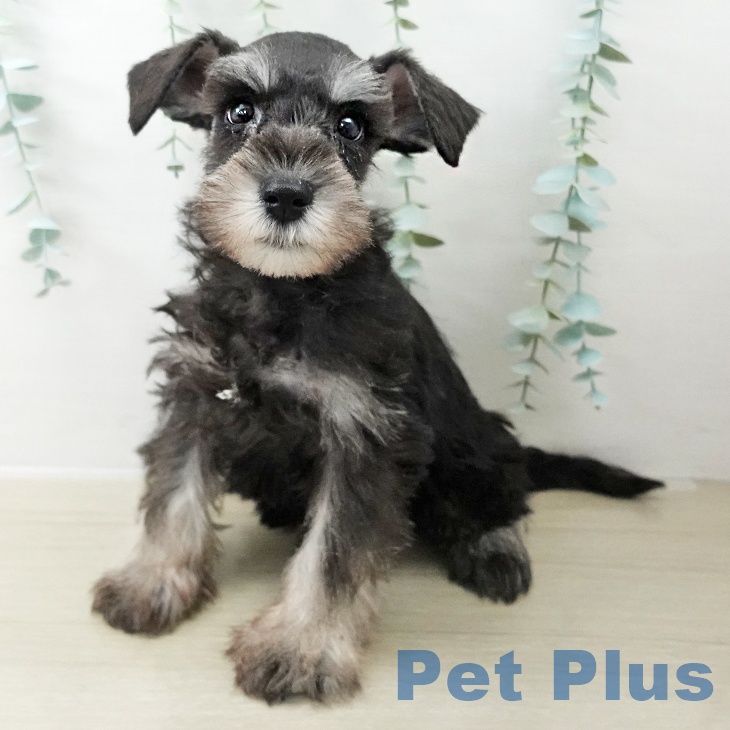 宮城県のミニチュアシュナウザー (ペットプラス 名取店/2025年10月13日生まれ/男の子/ブラックシルバー)の子犬