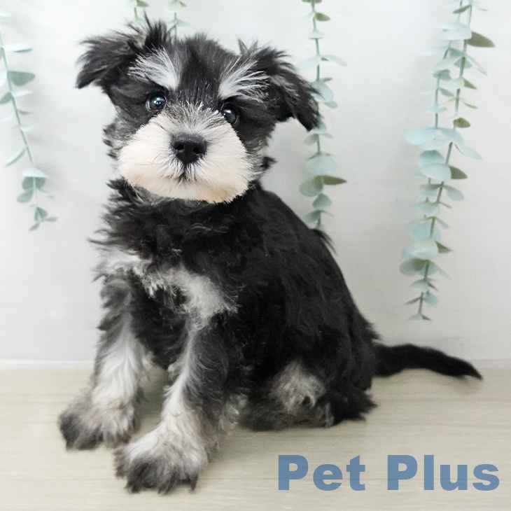 ミニチュア・シュナウザー