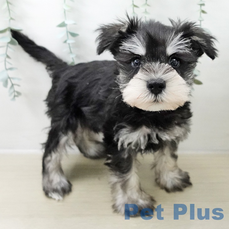 ミニチュア・シュナウザーの写真2