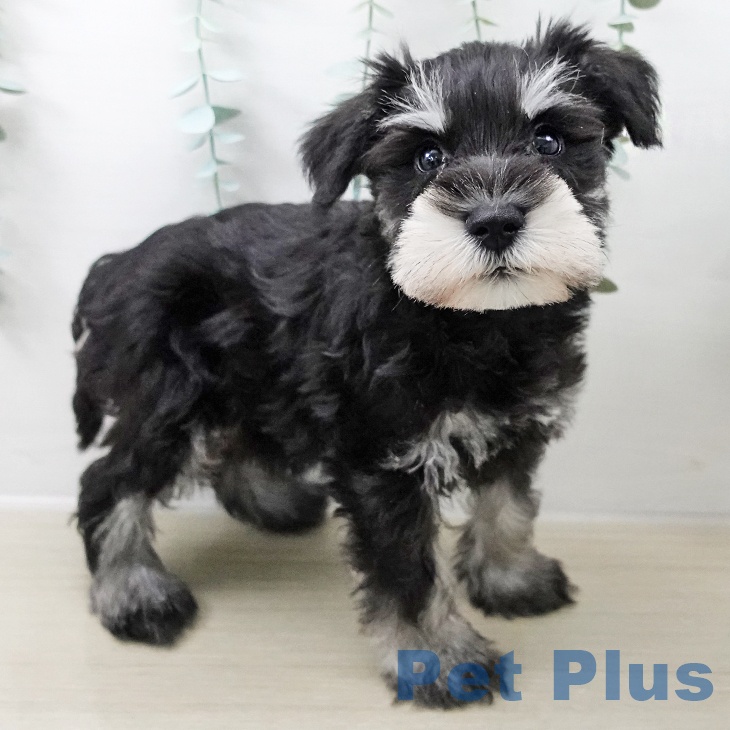 千葉県のミニチュアシュナウザー (ペットプラス ユーカリが丘店/2025年10月13日生まれ/男の子/ブラックシルバー)の子犬の1枚目の画像