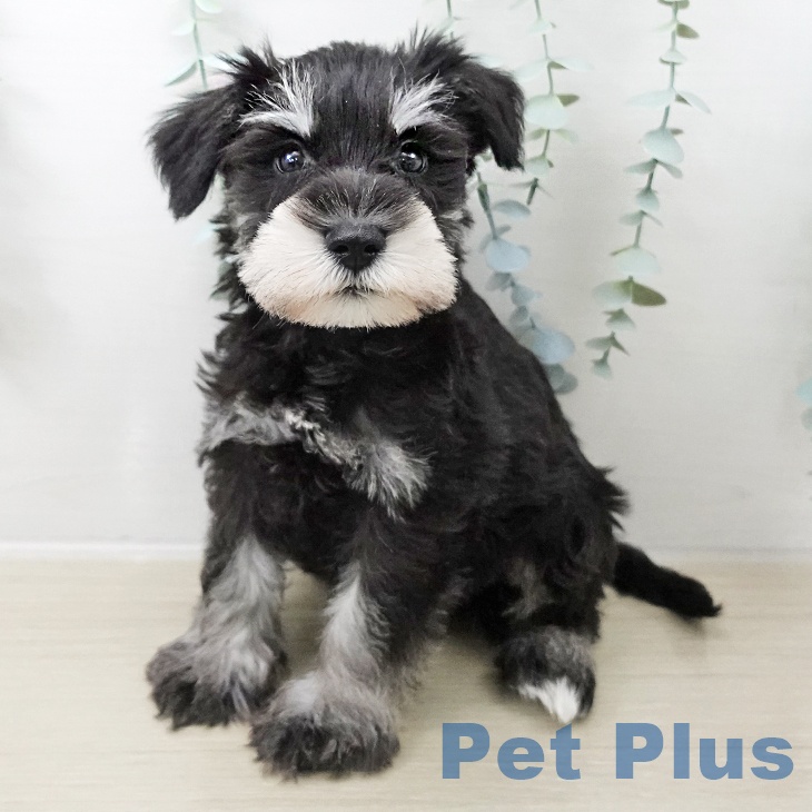 千葉県のミニチュアシュナウザー (ペットプラス ユーカリが丘店/2025年10月13日生まれ/男の子/ブラックシルバー)の子犬の2枚目の画像