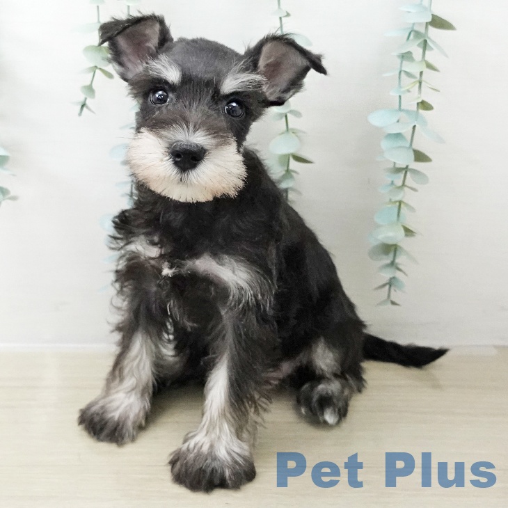 東京都のミニチュアシュナウザー (ペットプラス MARK IS 葛飾かなまち店/2025年10月13日生まれ/女の子/ブラックシルバー)の子犬の1枚目の画像